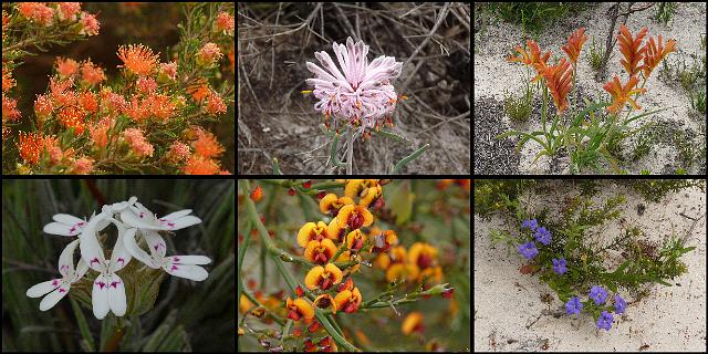 (10) Roadside flowers.jpg